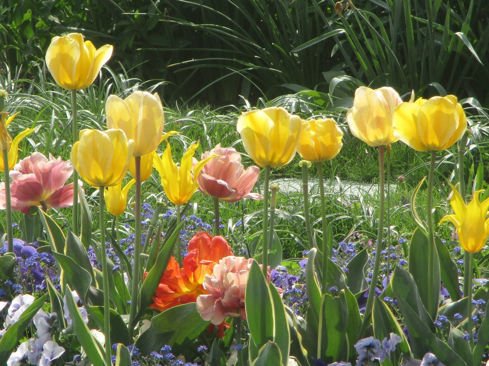 Gule og rosa tulipaner over et teppe av forglemmegei og stemorsblomster i et bed i Tuilerihagen