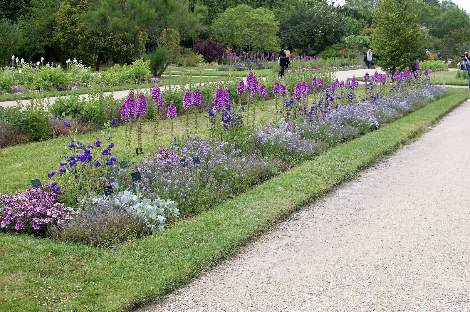 Lange blomsterbed med revebjeller og riddersporer i lilla og blått langs grusgangen i Jardin des Plantes